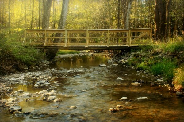 Bridge over the river in the forest. Landscape