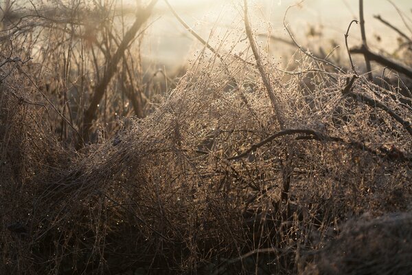 Una mañana brumosa, el bosque se despierta, los tallos de la hierba son como palillos de dientes en un disparo macro