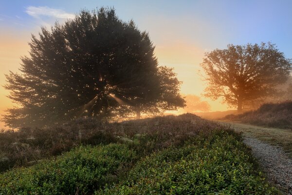 Summer trees road morning