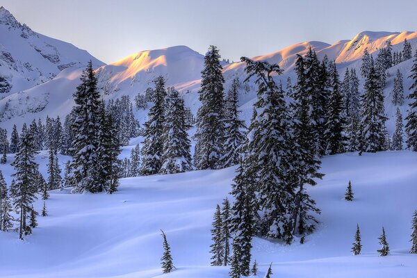 Forêt enneigée dans les montagnes. Soleil sur les cimes des sapins