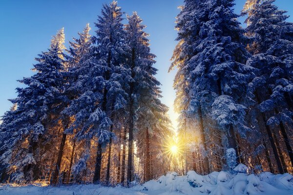 An invigorating morning in a snowy forest