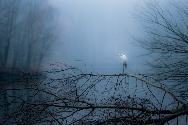 Stork on the autumn lake