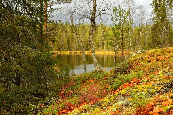 Herbstlandschaft, Wald und Teich