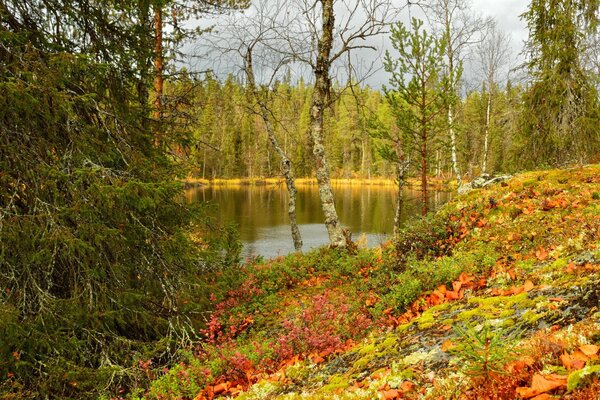 Paesaggio autunnale, foresta e stagno