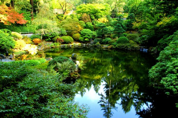 A calm pond in a lush garden