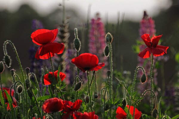 Red poppies in a field at dusk