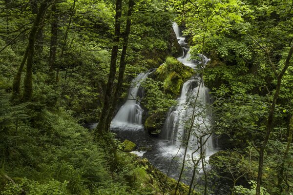 Cascade dans la forêt verte