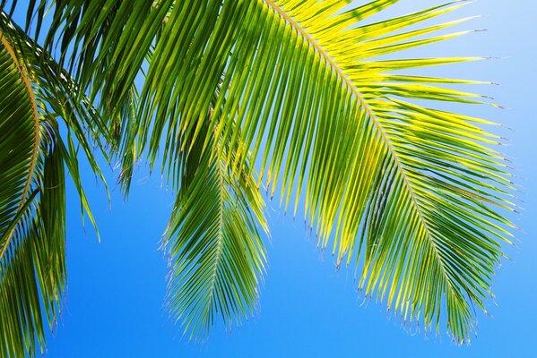 Eine Palme am blauen Himmel. schöne Sommernatur