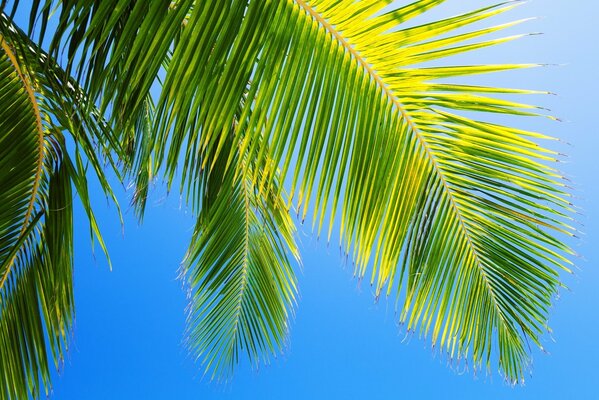 Пальма на голубом небе. красивая летняя природа