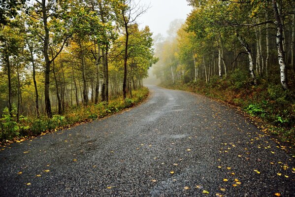 Camino de otoño en el bosque