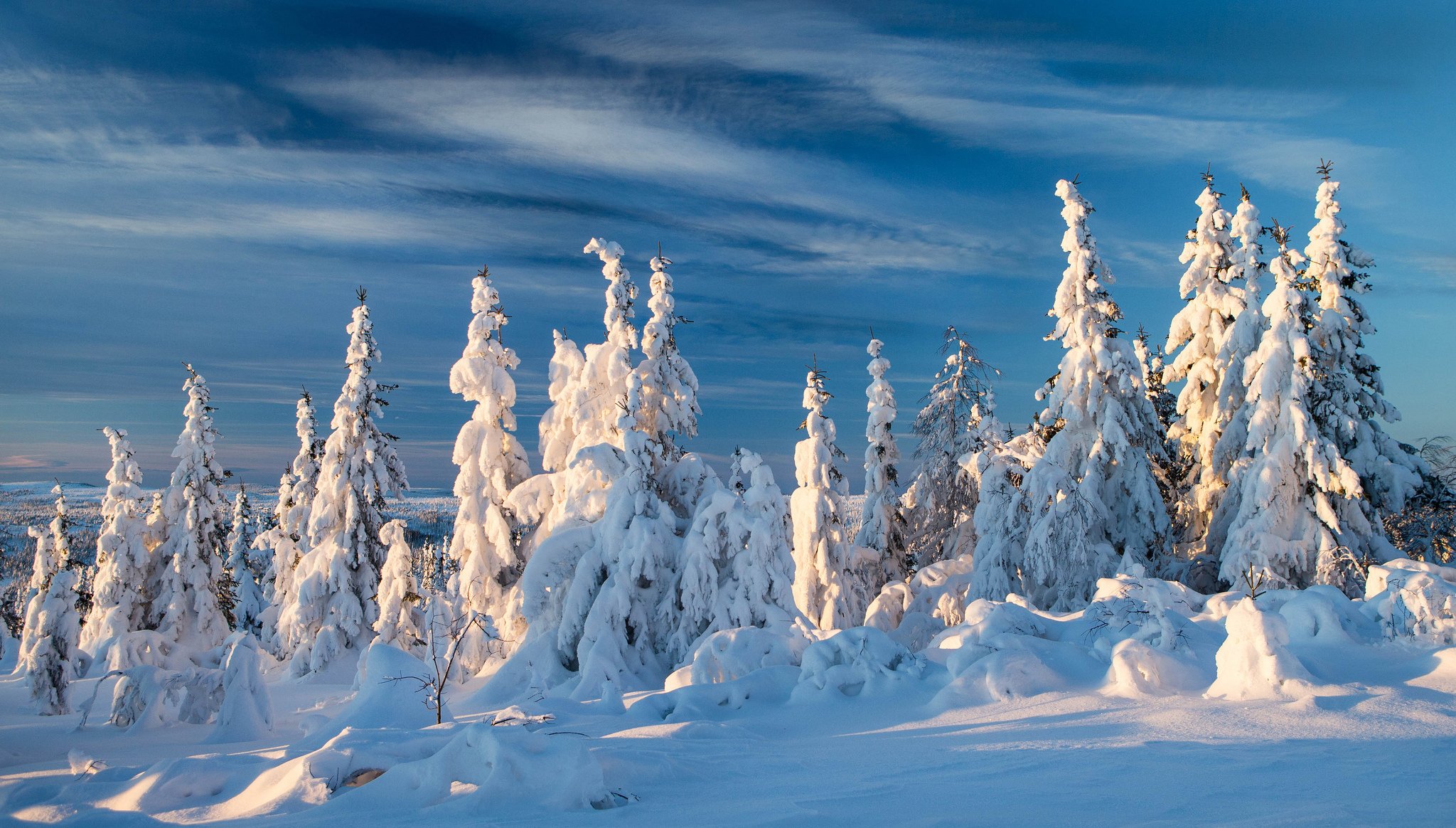 norway winter snow spruce