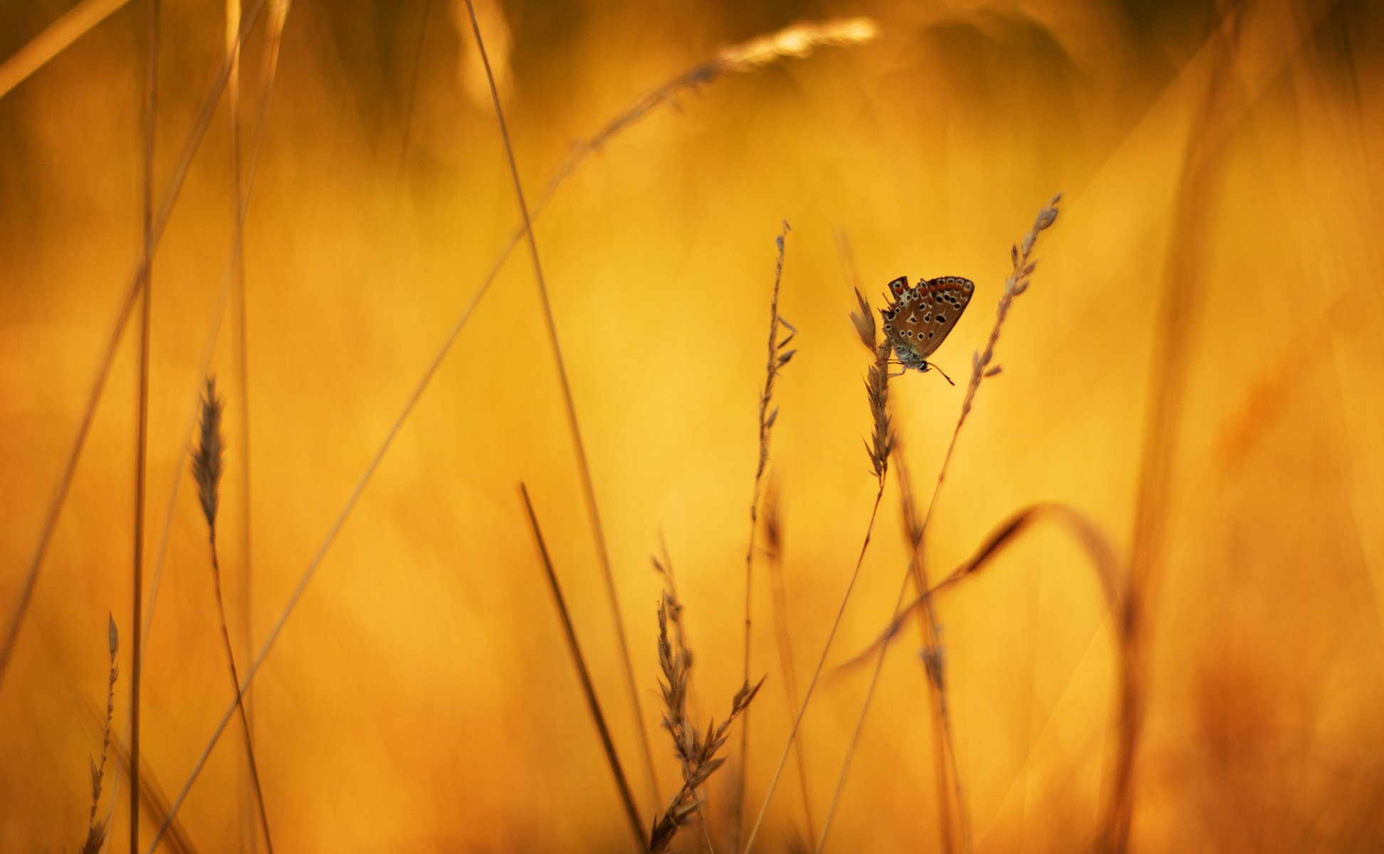 grashalme ährchen schmetterling hintergrund makro