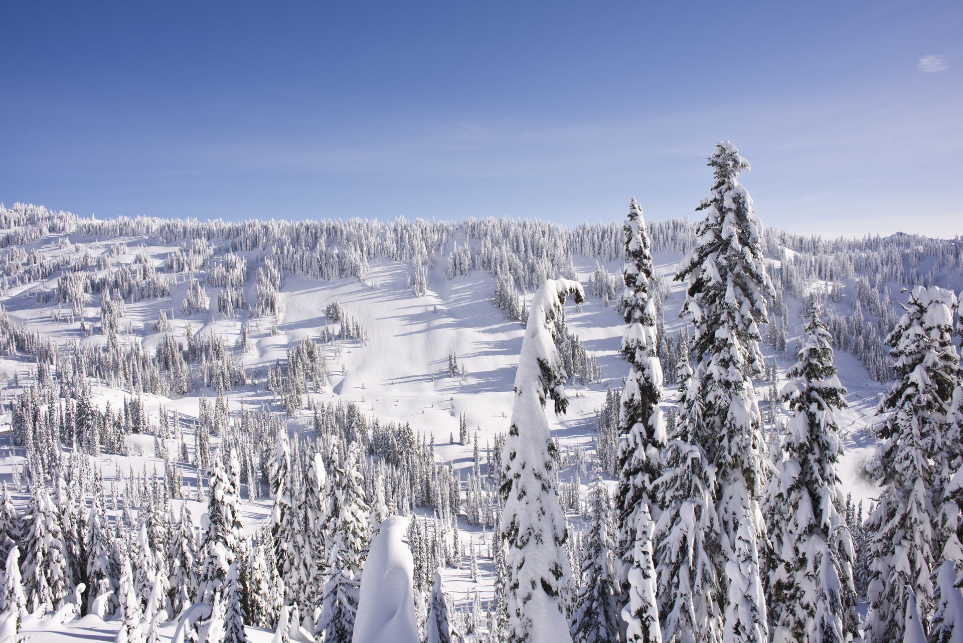 hiver forêt collines neige sapin arbre de noël ciel paysage horizon gel