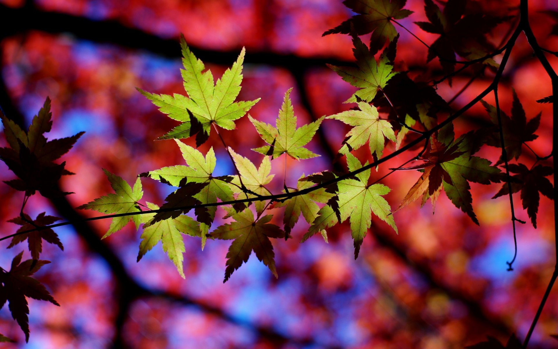 arbre branches feuilles lumière