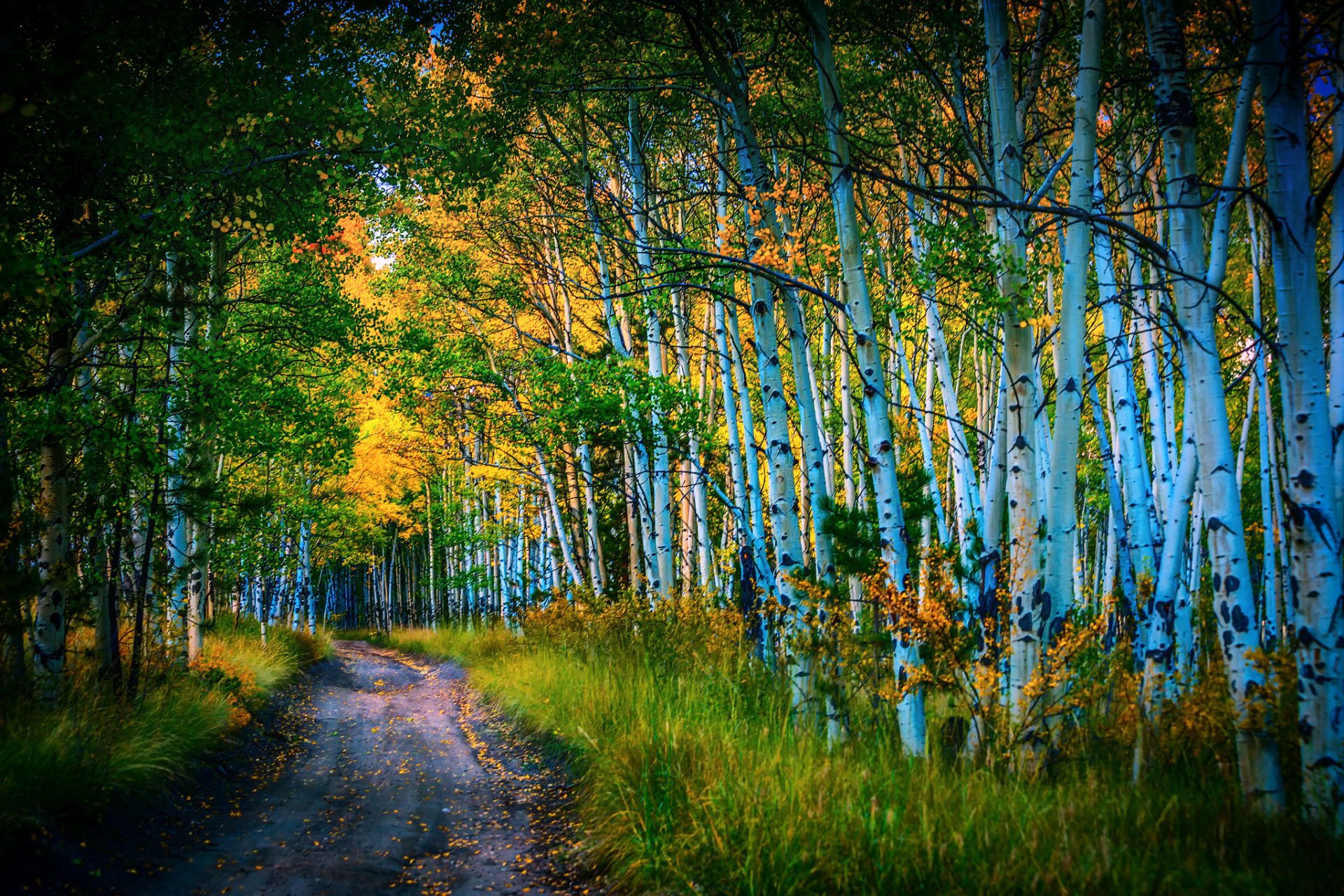 carretera abedules arboleda otoño