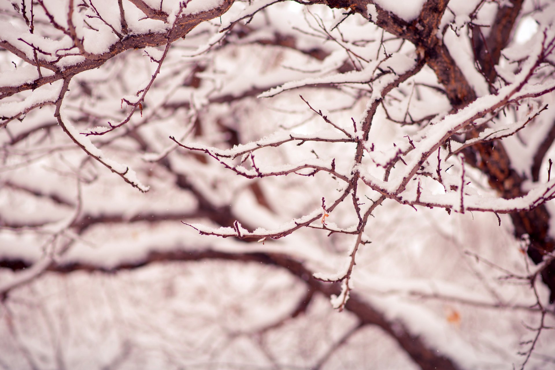 arbre arbres branches neige nature gros plan hiver