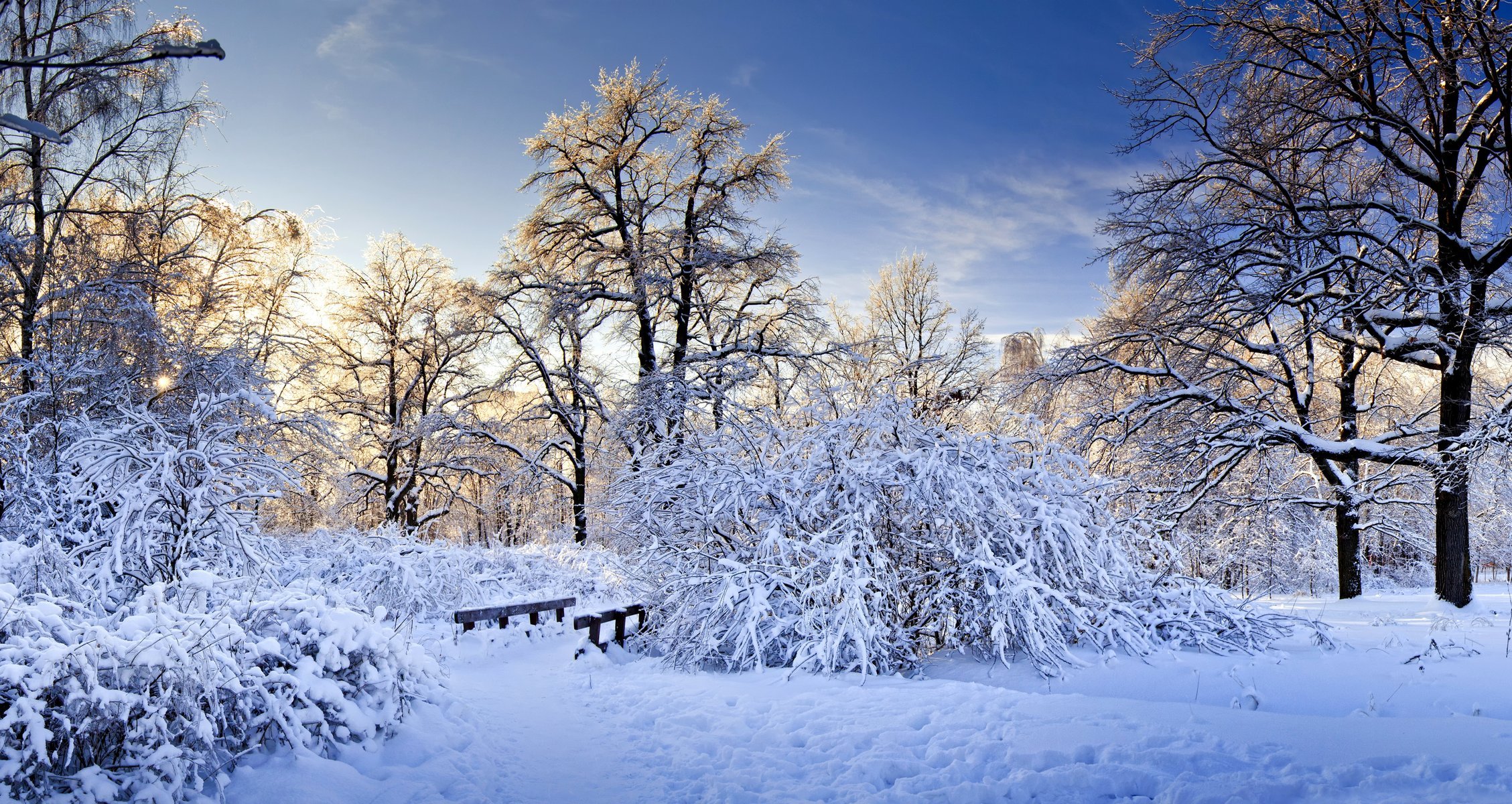 invierno naturaleza nieve árboles ramas arbustos puente puente