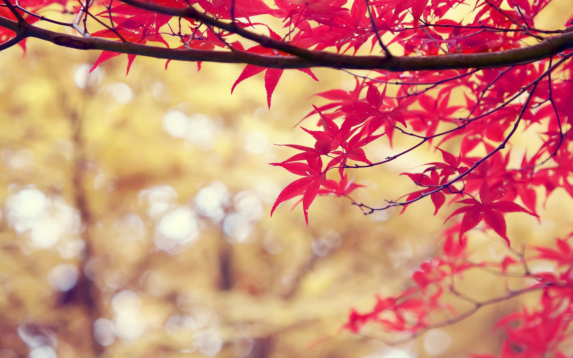 branch leaves red nature autumn