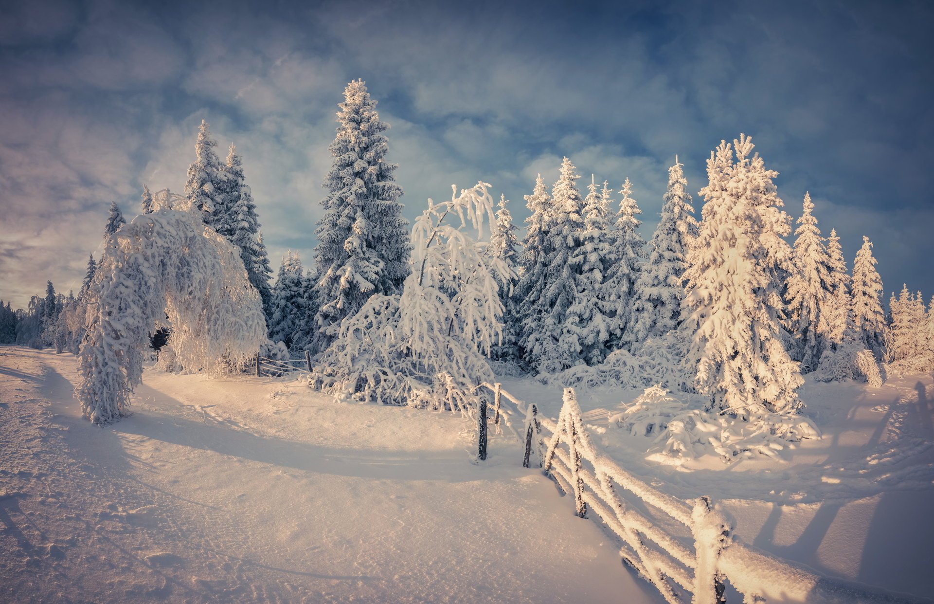 hiver nature neige arbre hiver arbres