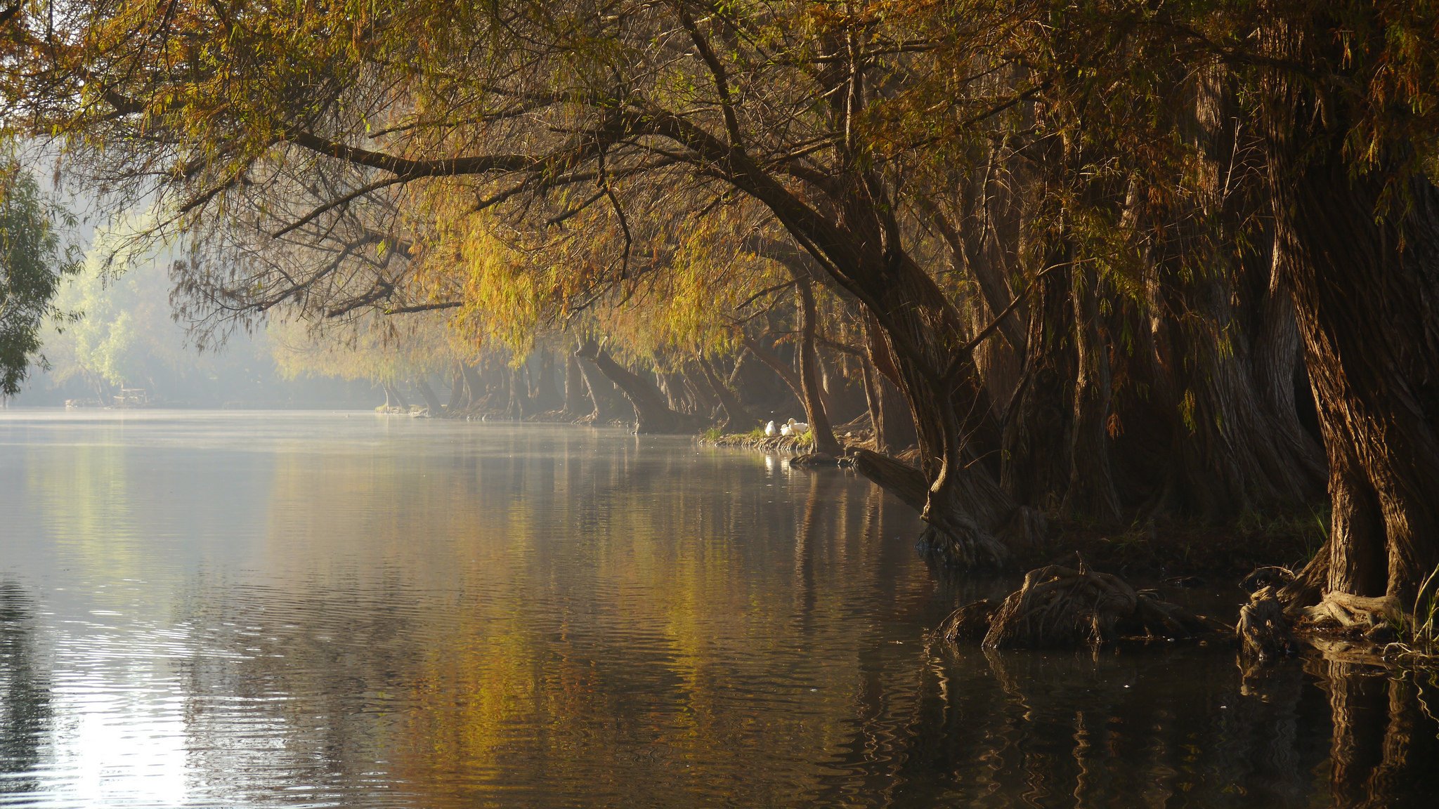 parco lago nebbia