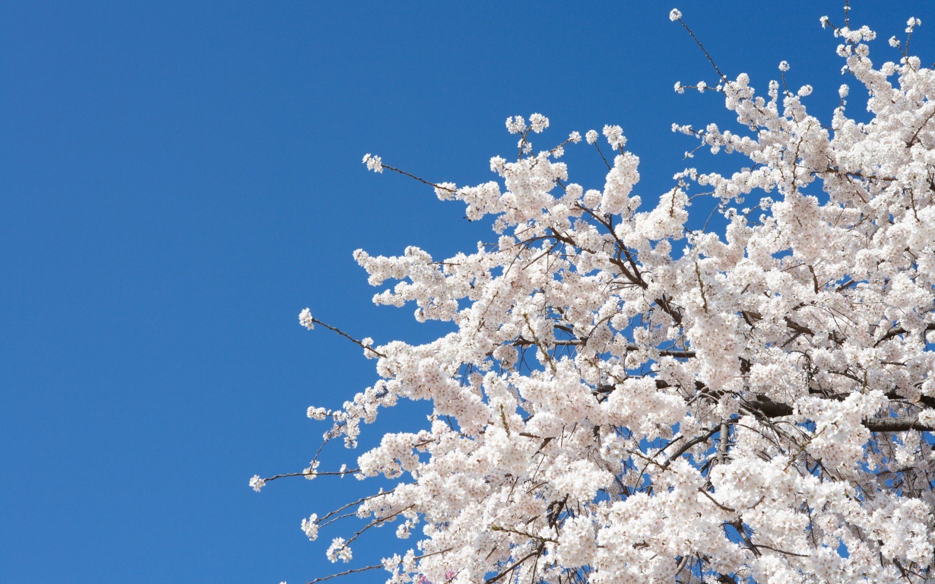 frühling baum zweige blüte himmel