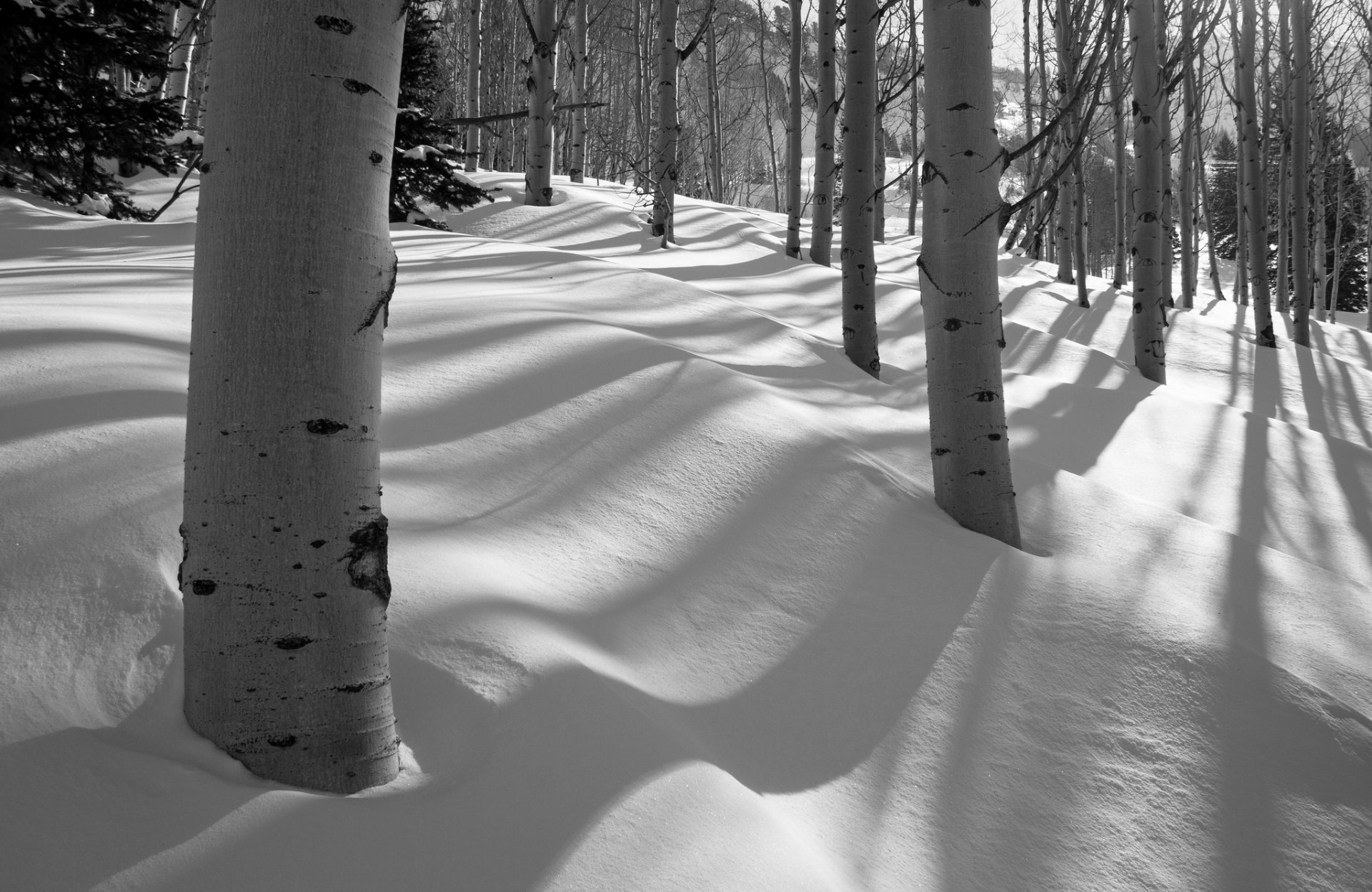 forest tree winter aspen snow grove