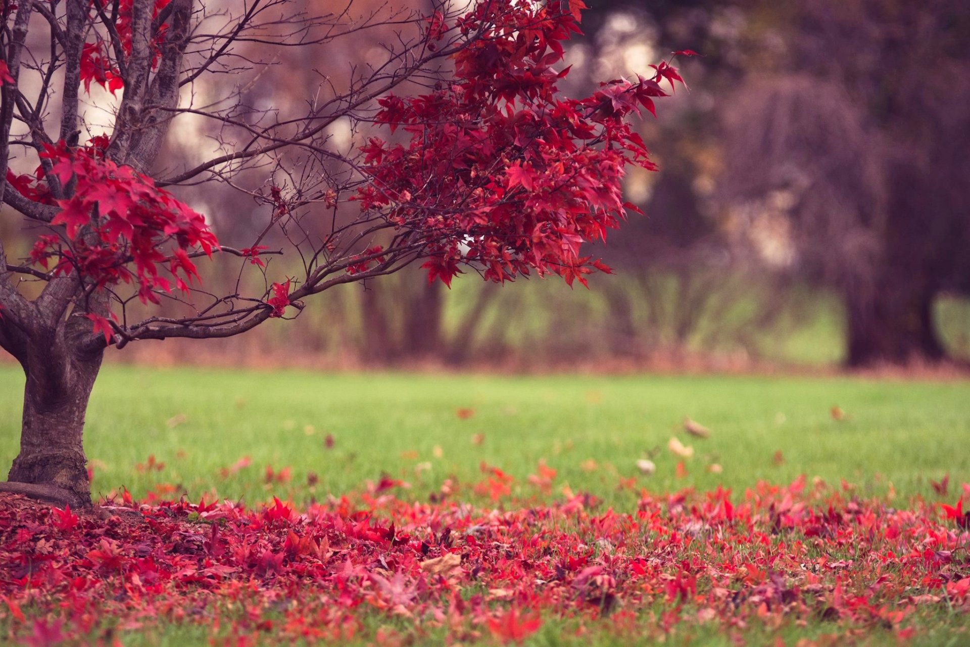 arbre feuilles rouge herbe automne nature