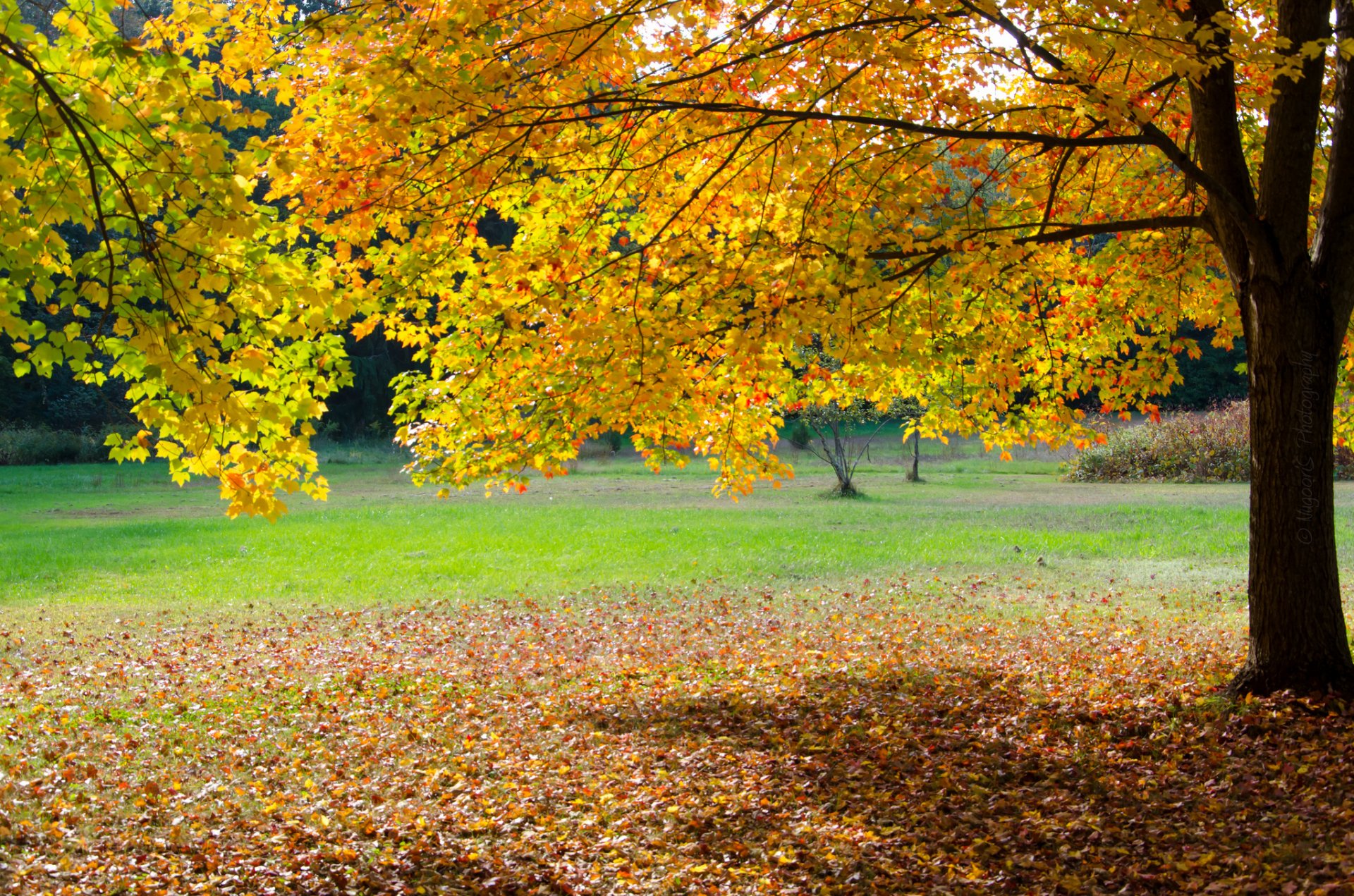 parc arbre herbe feuilles automne