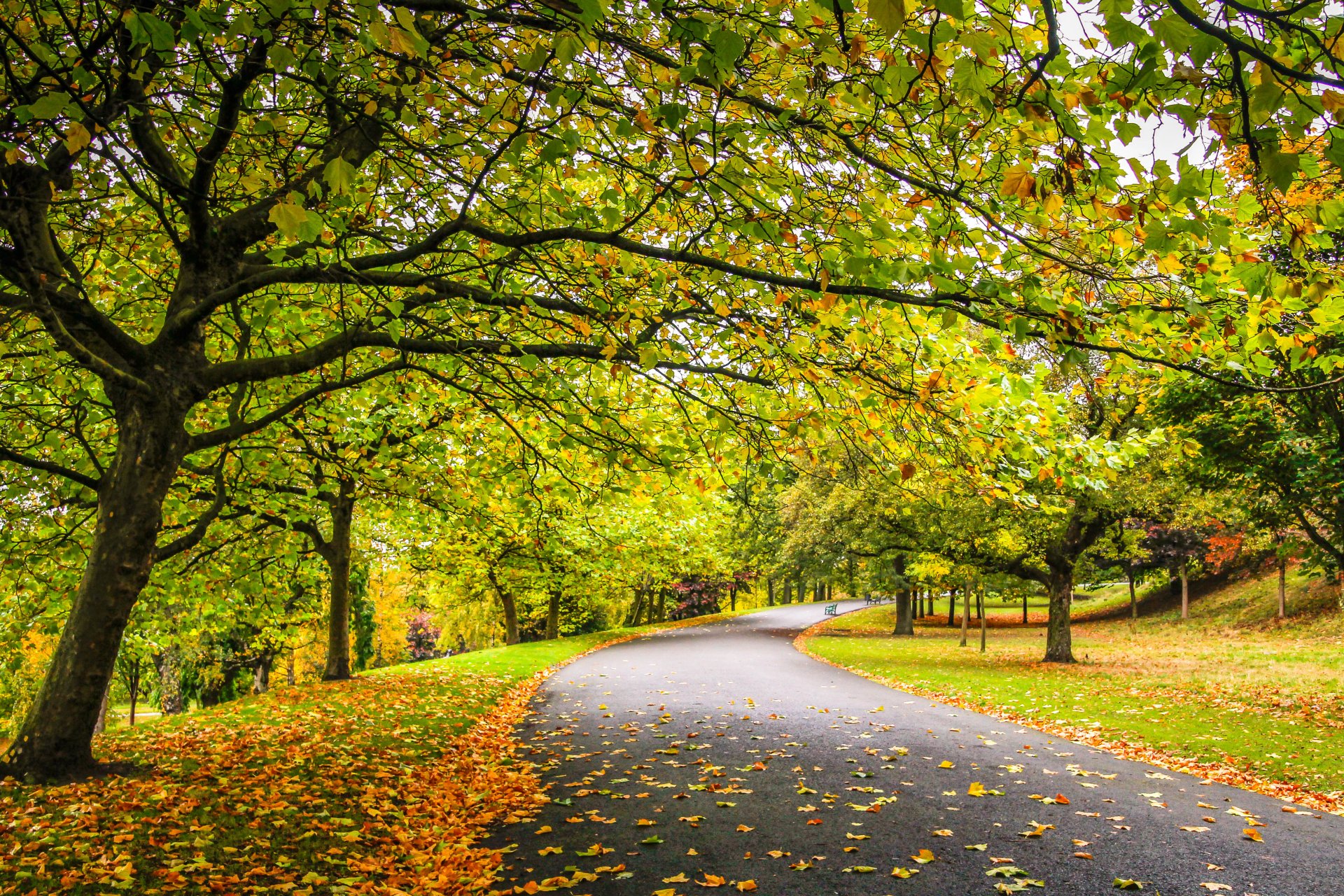 nature forêt parc arbres feuilles coloré route automne automne couleurs promenade