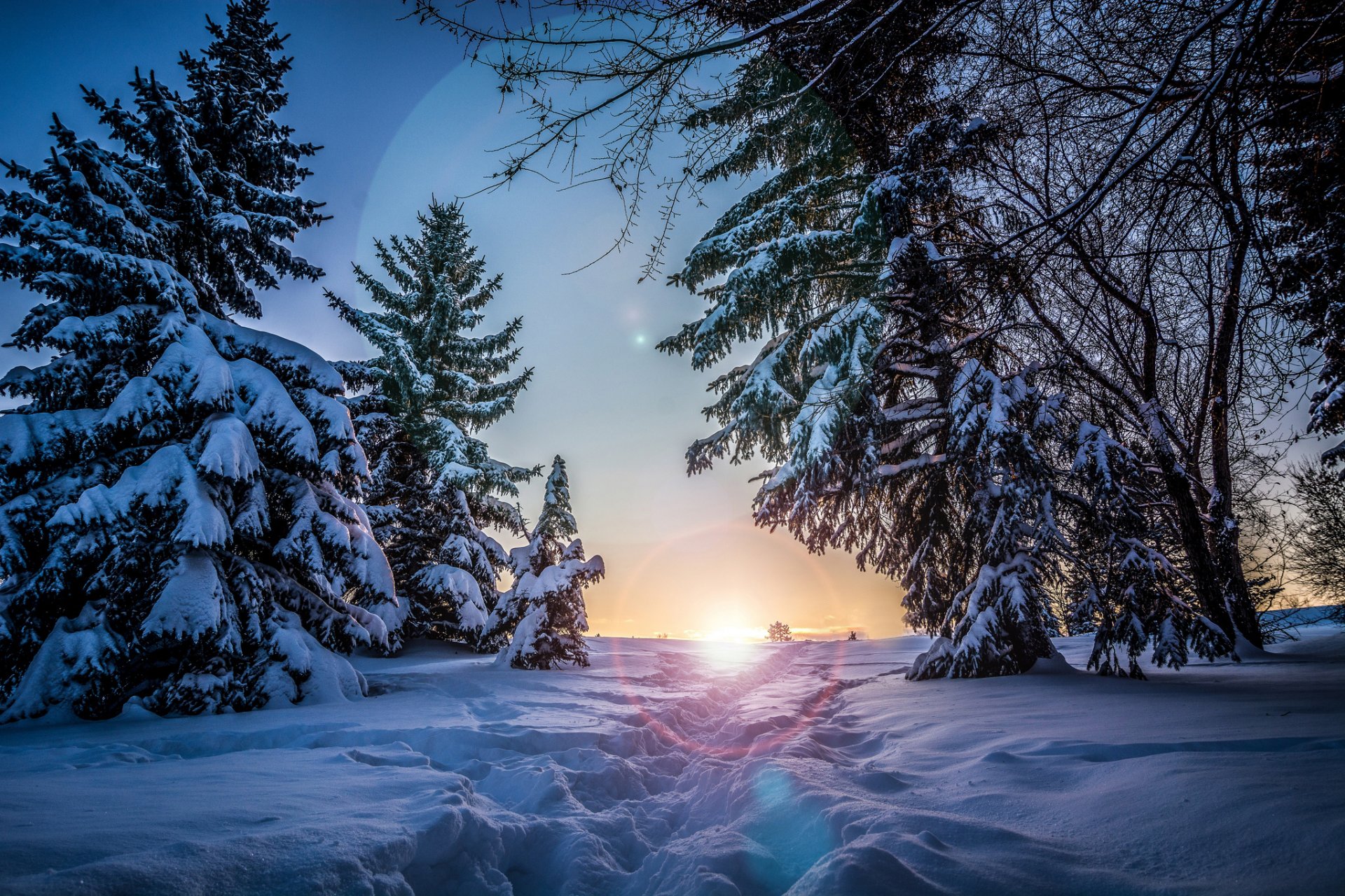 winter snow tree spruce sun sunset night