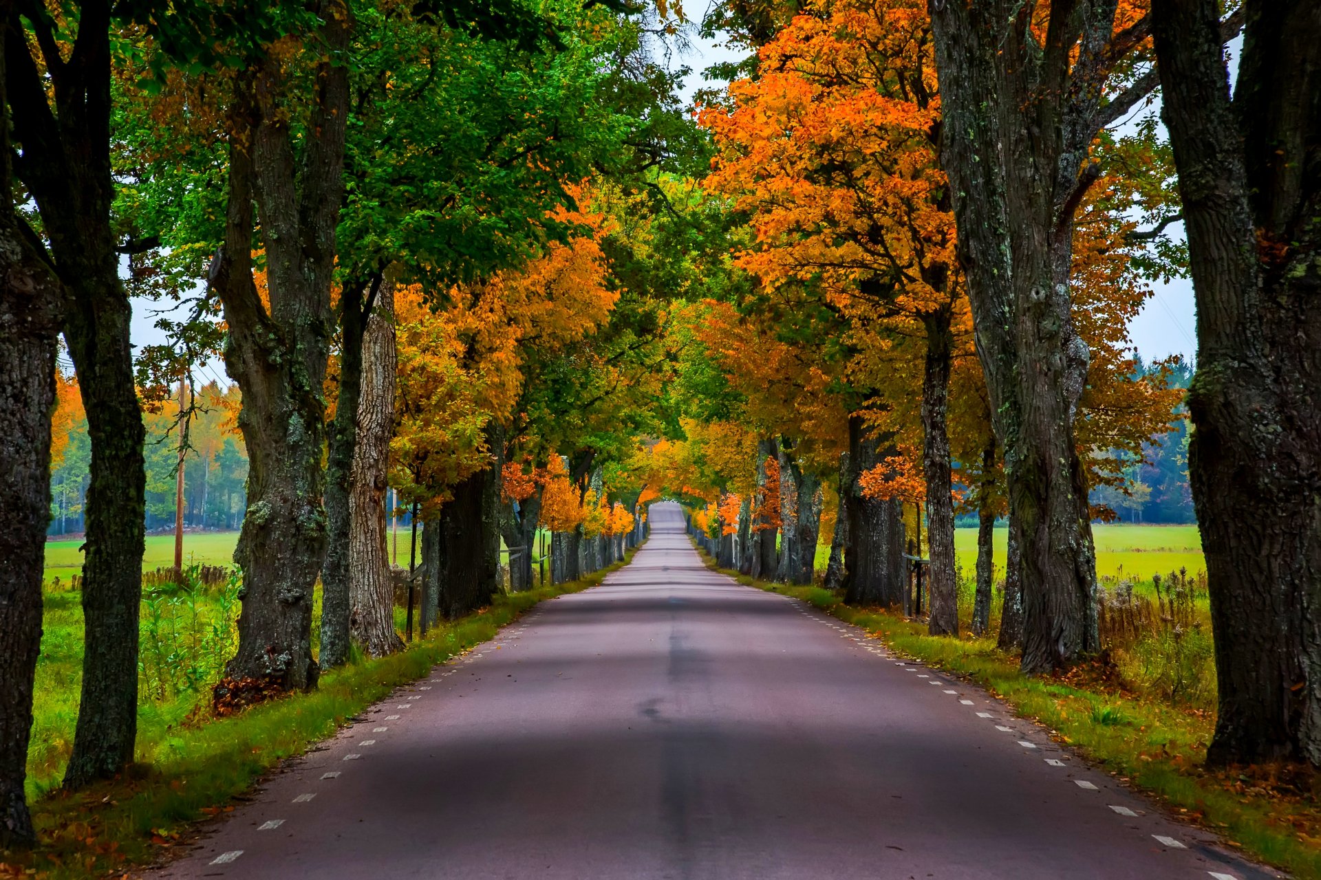 natur wald park bäume blätter bunt straße herbst herbst farben zu fuß