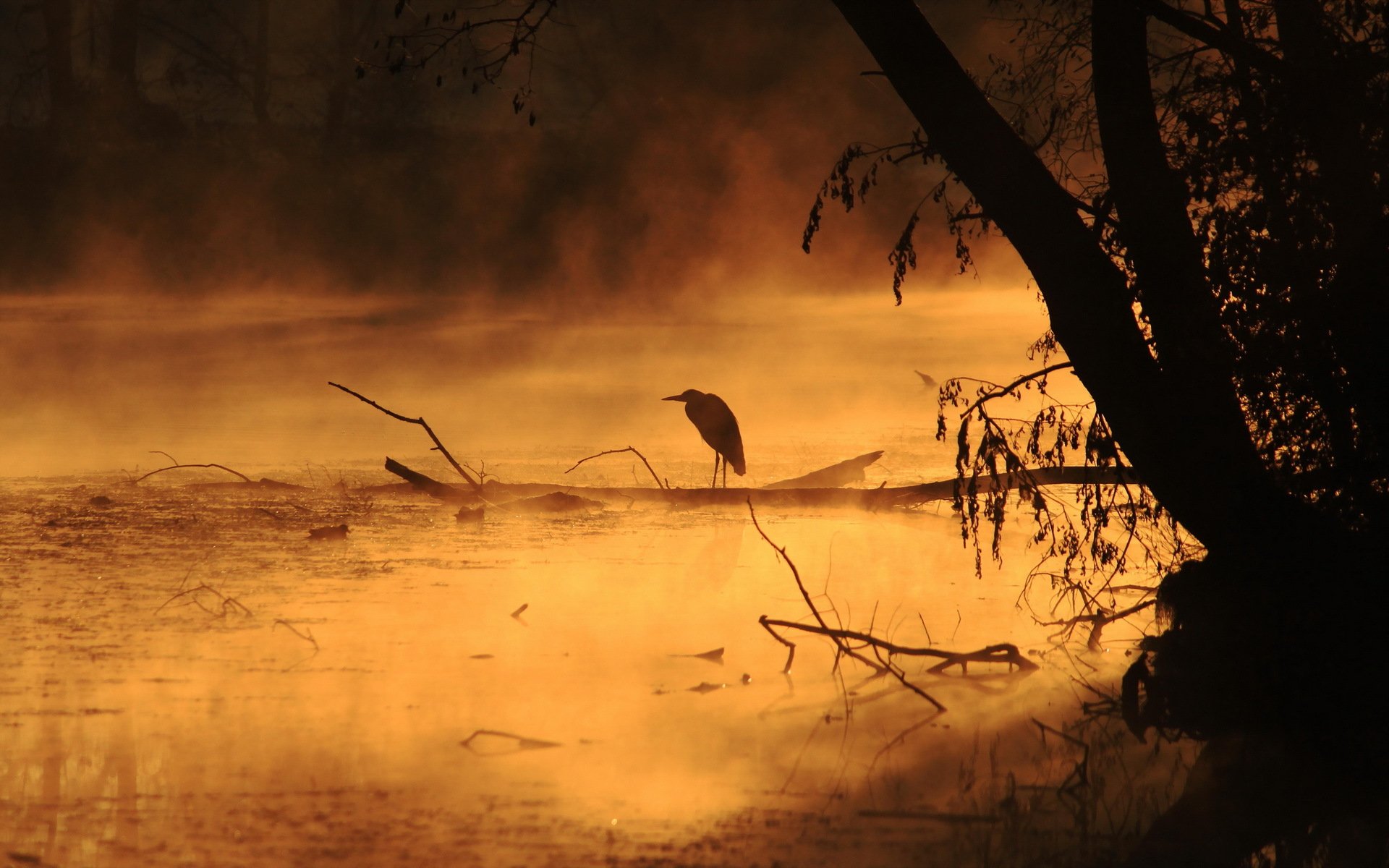 morning river fog poultry