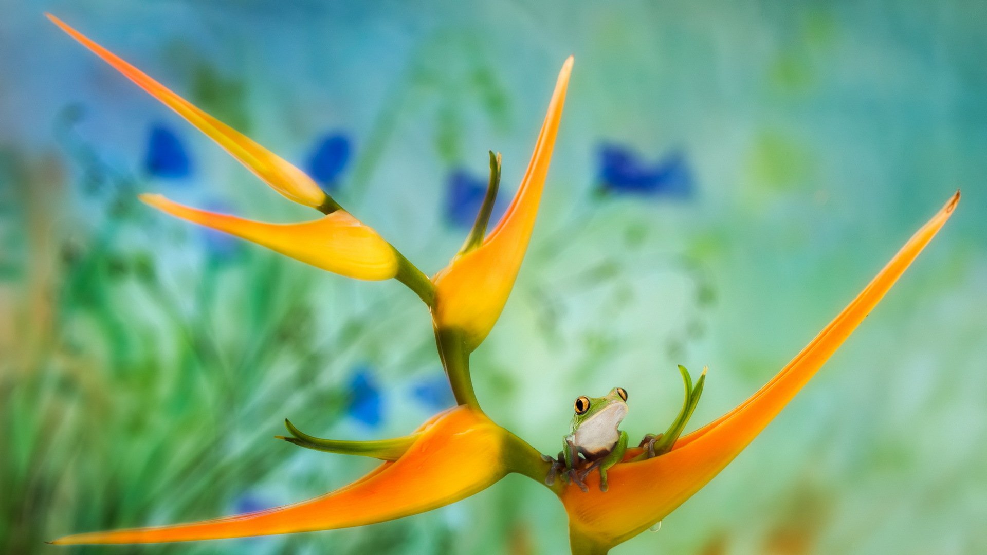 frog flower nature