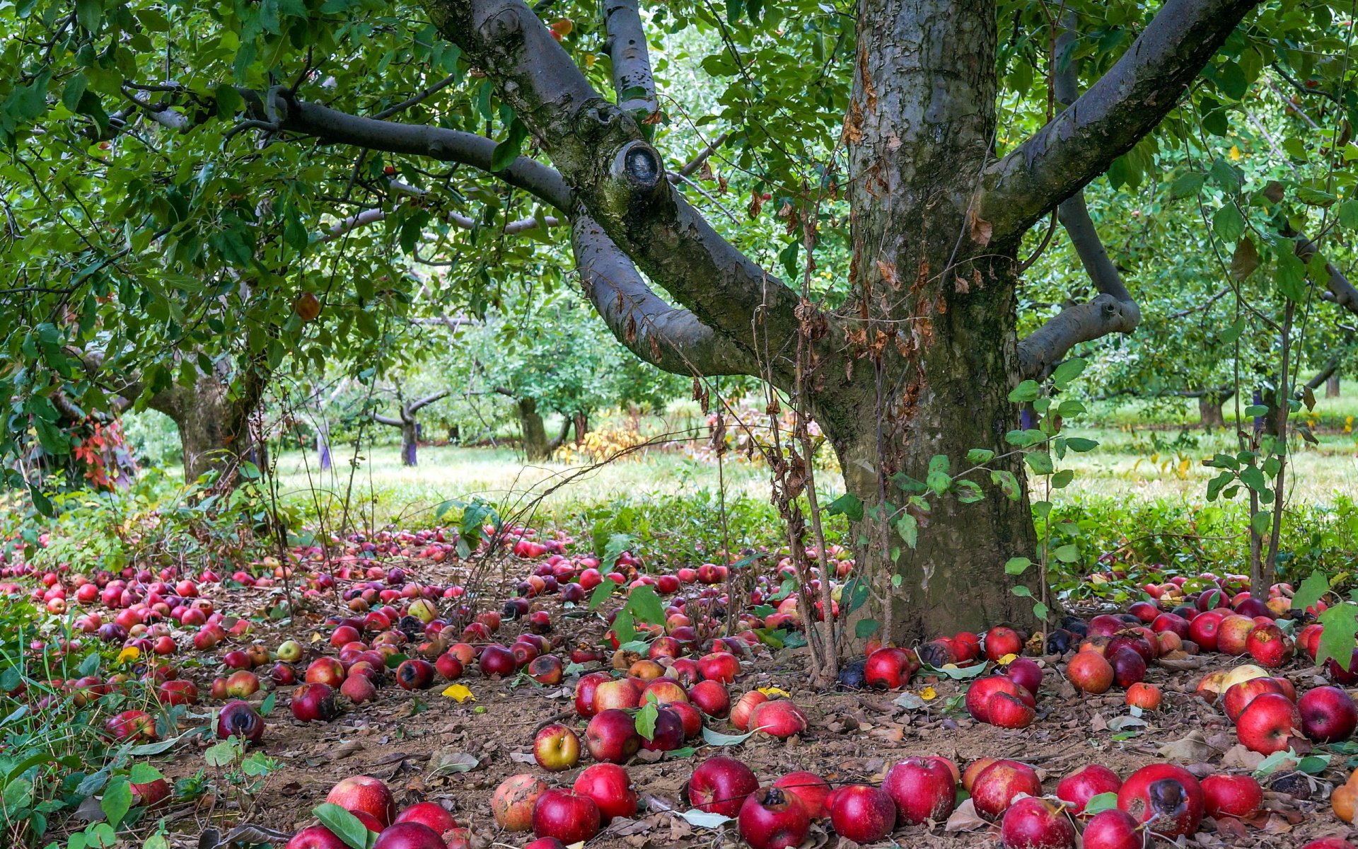 manzana árbol naturaleza