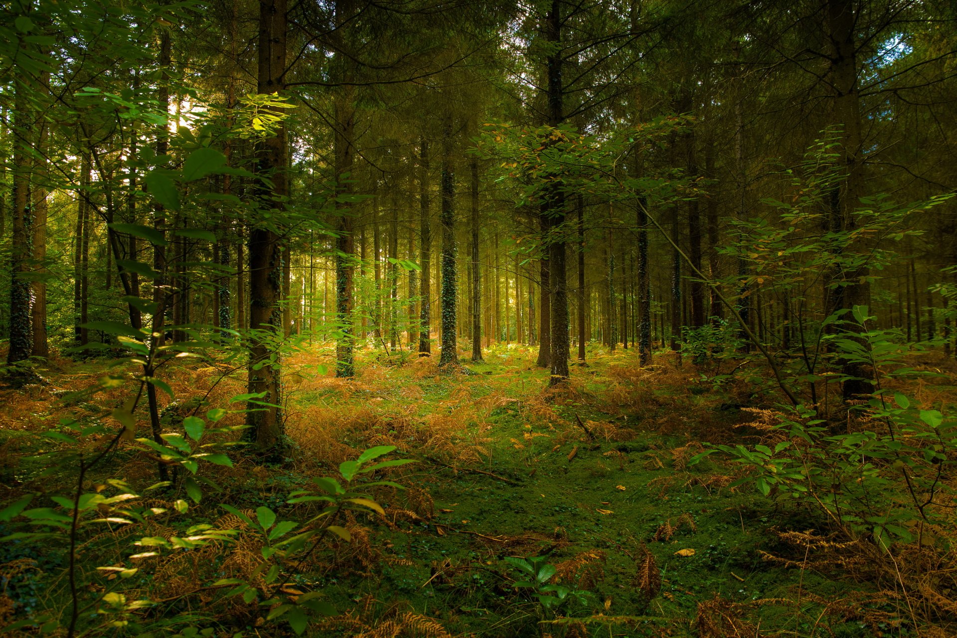 verano bosque coníferas luz del sol