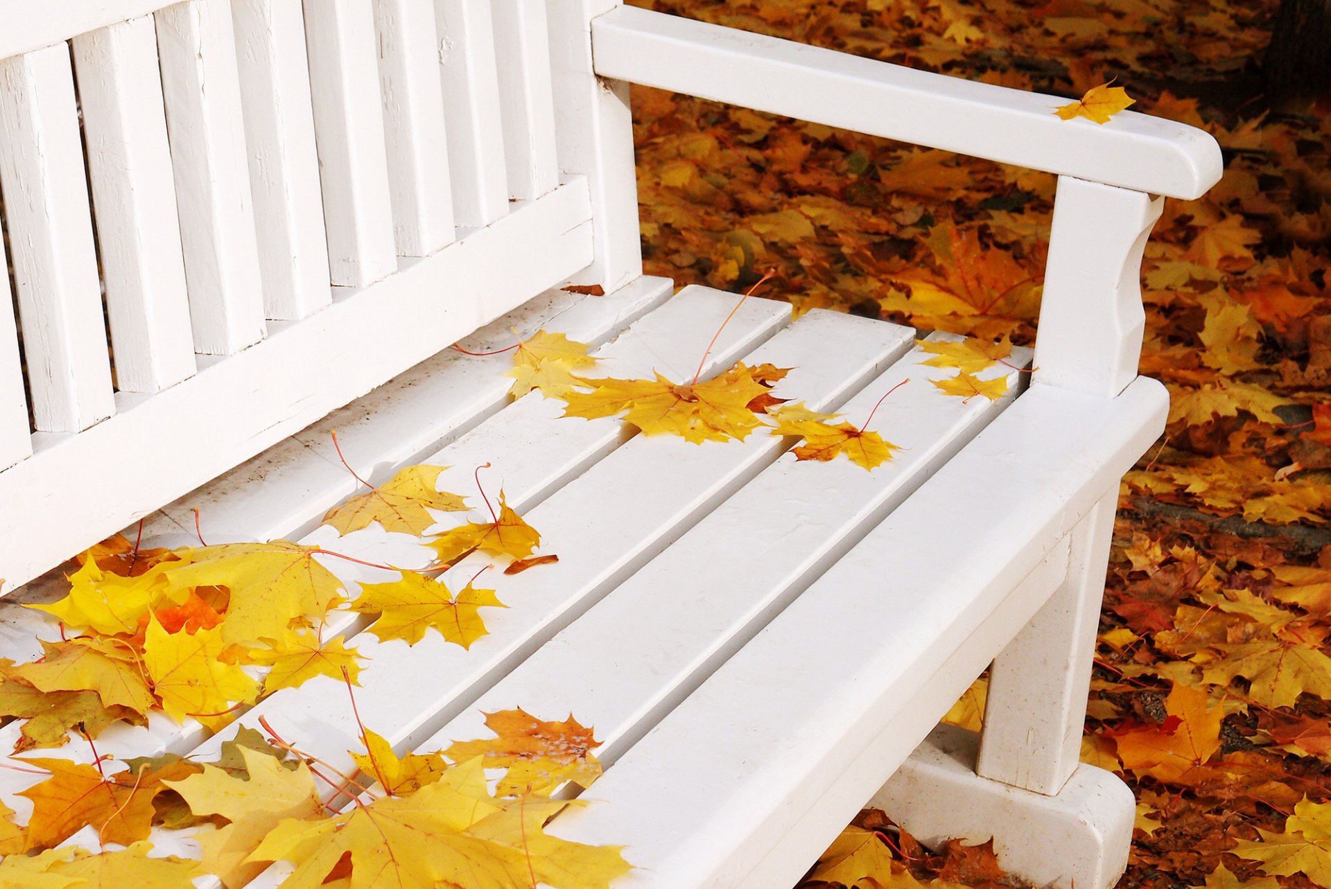 bench bench bench bench white leaves yellow maple autumn nature