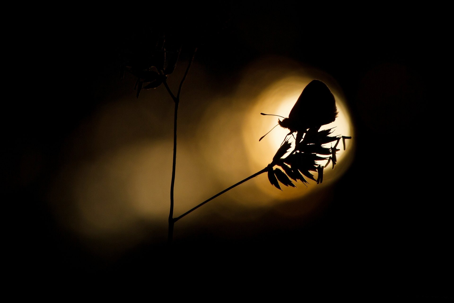 plante papillon lumière silhouette