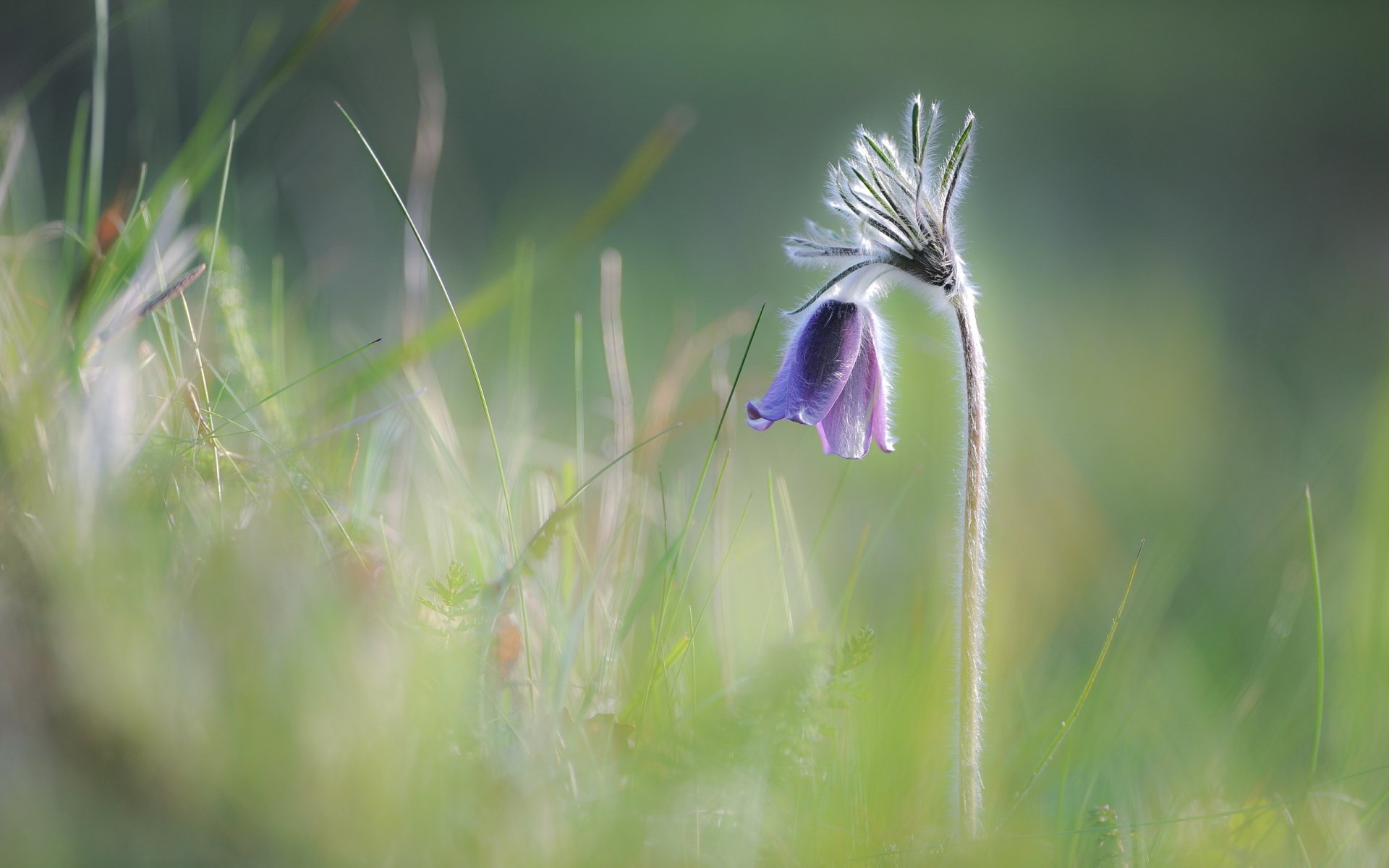 fiori natura primavera