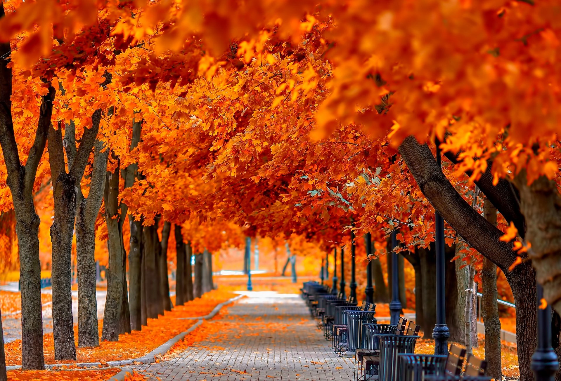 blätter bäume park gras straße farben herbst zu fuß hdr natur bank bank