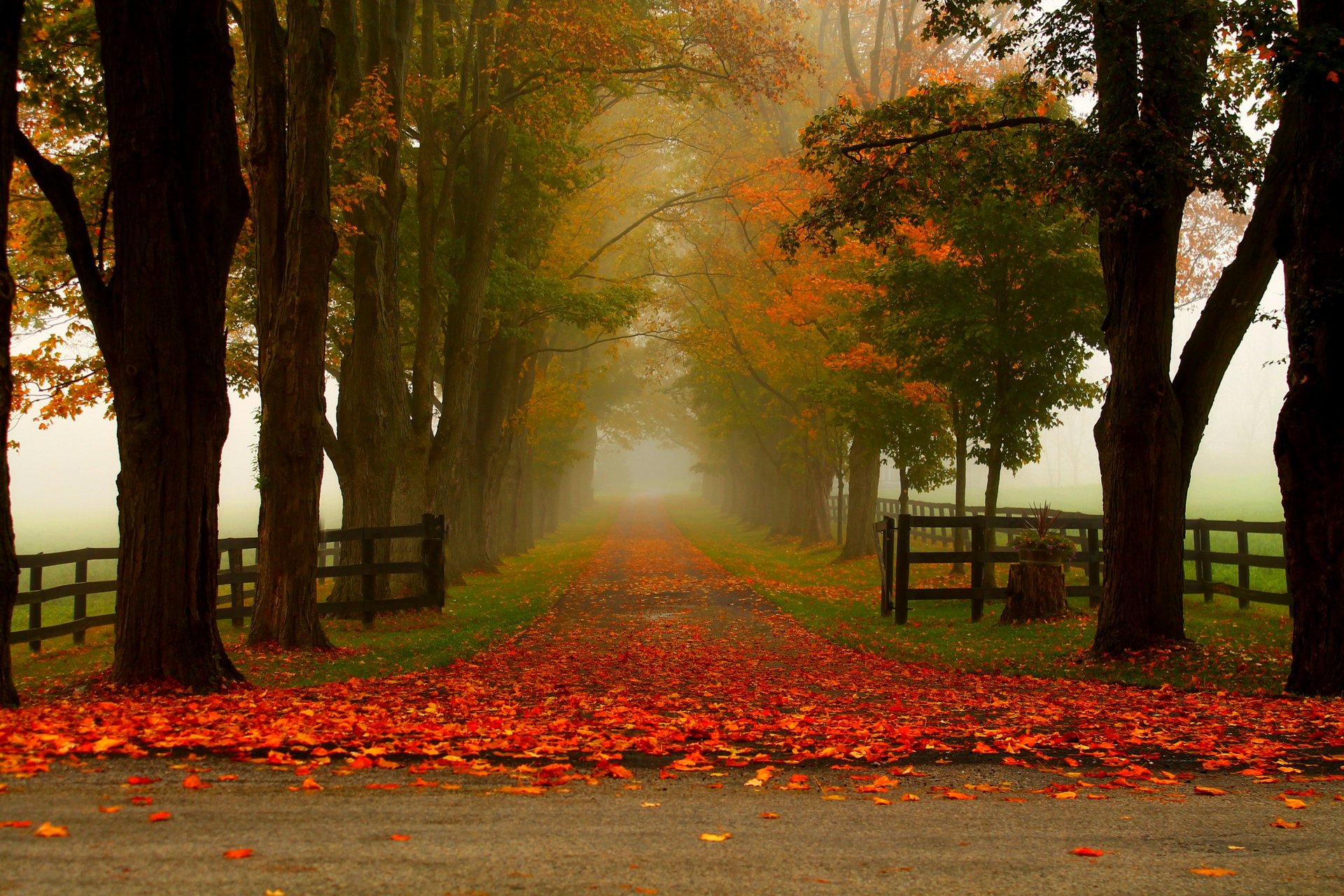 natur wald park bäume blätter bunt straße herbst herbst farben zu fuß