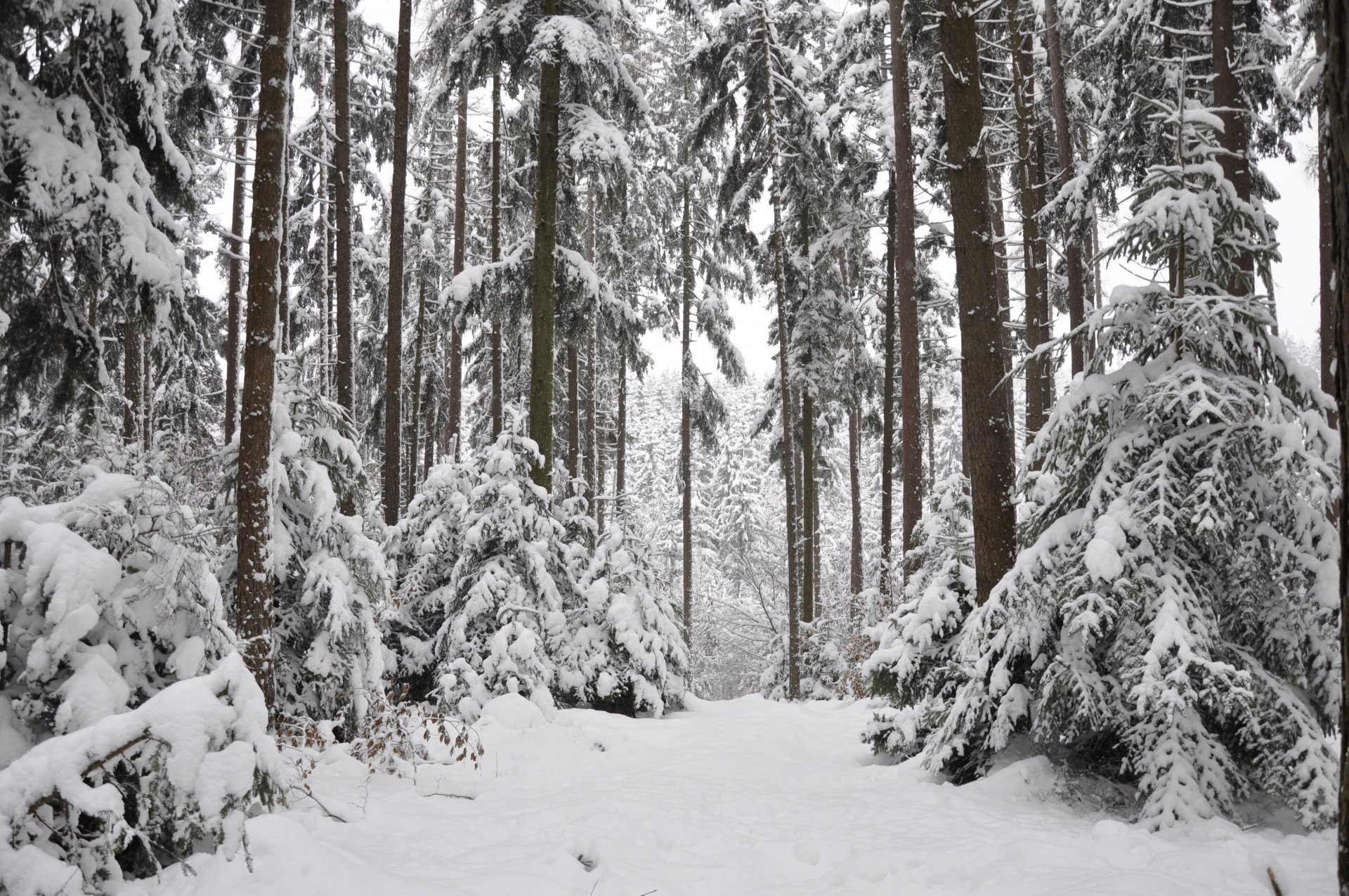 forêt hiver neige arbres