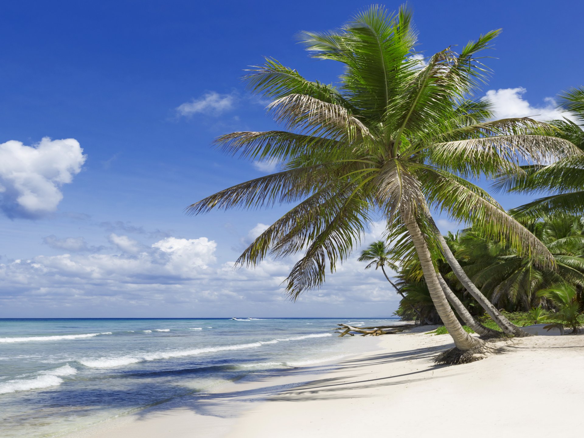 tropical paradis plage palmiers mer océan soleil été vacances tropiques sable rivage