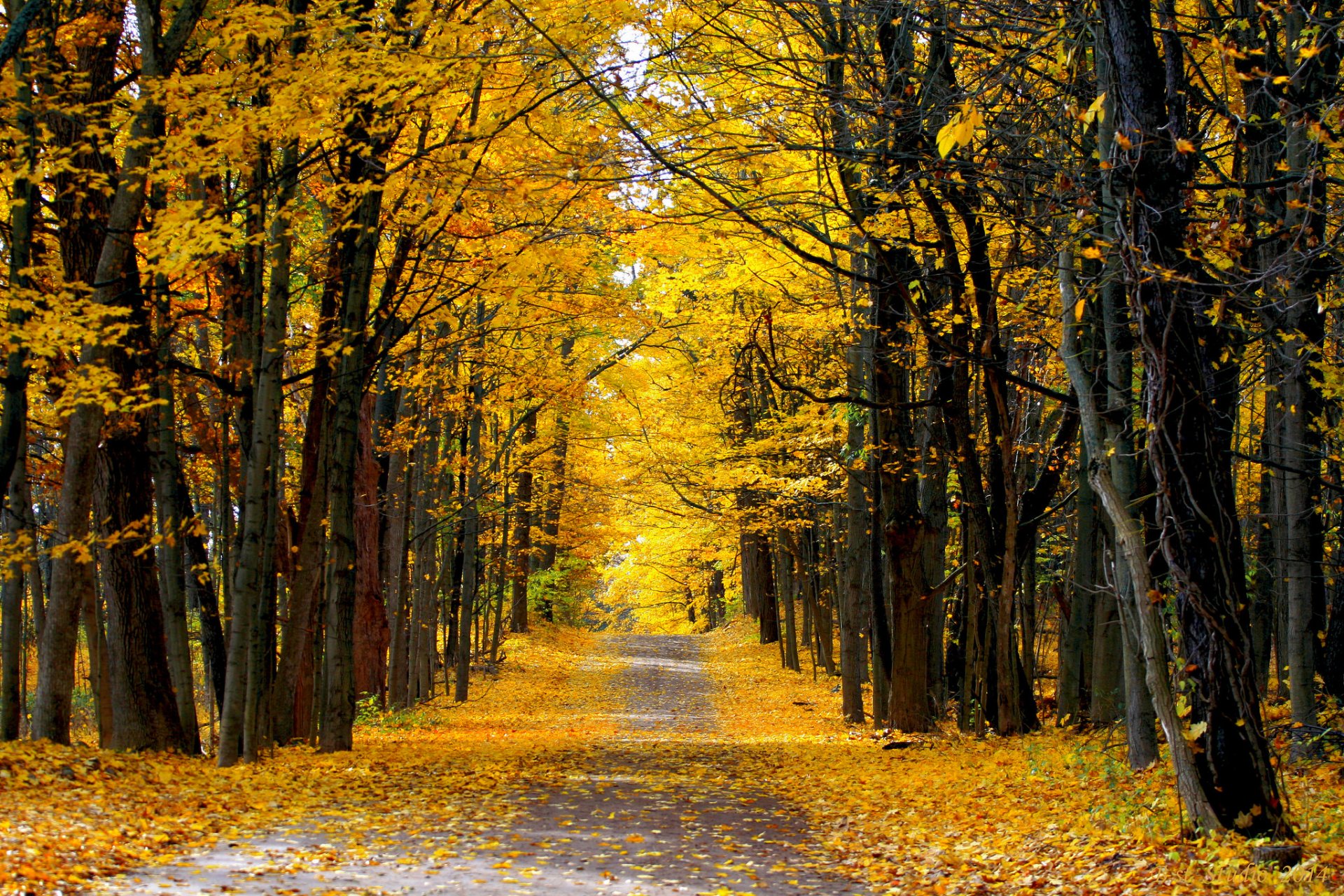 foresta autunno strada giornata di sole