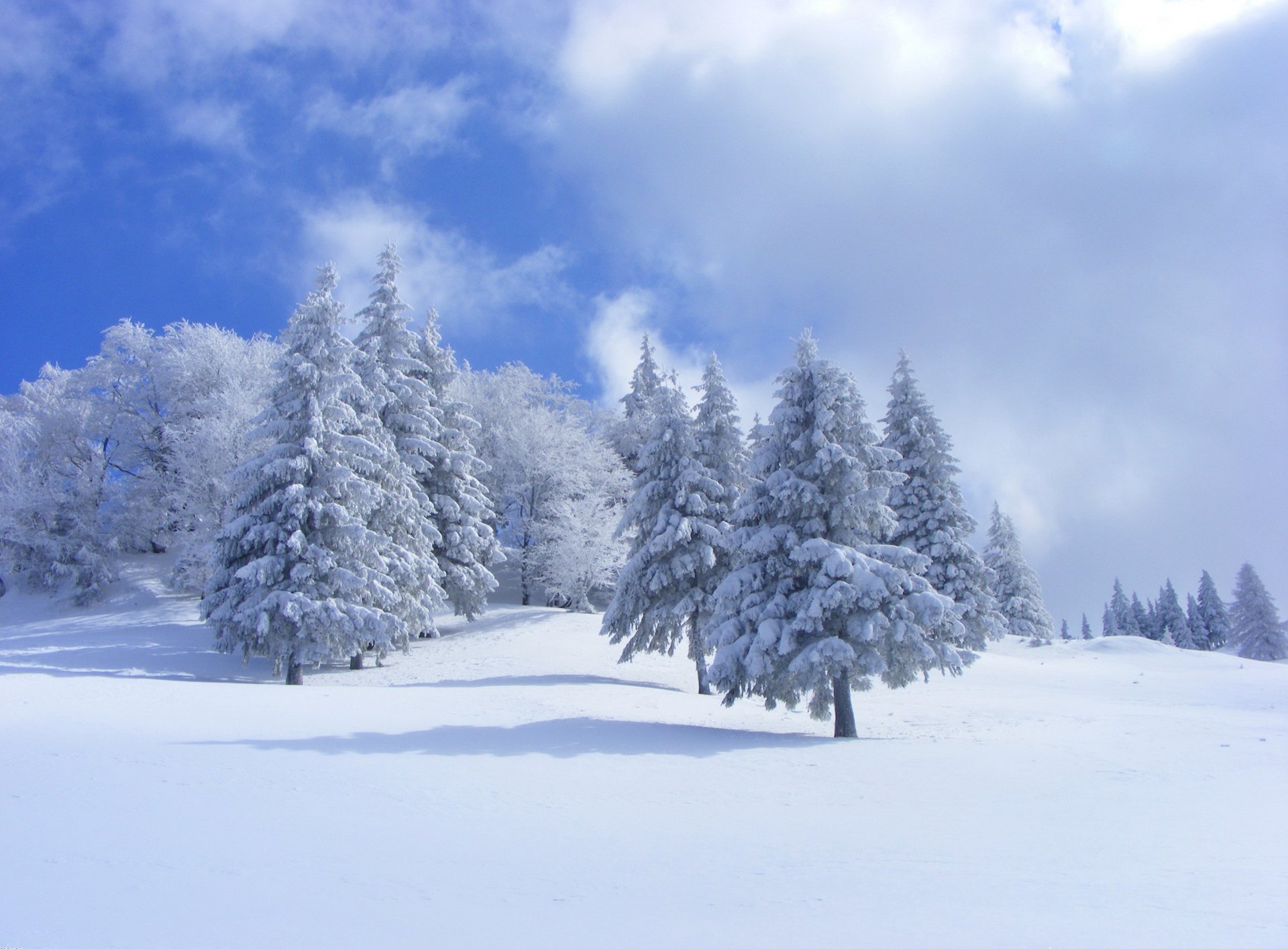 cielo nuvole inverno neve alberi foresta abete rosso