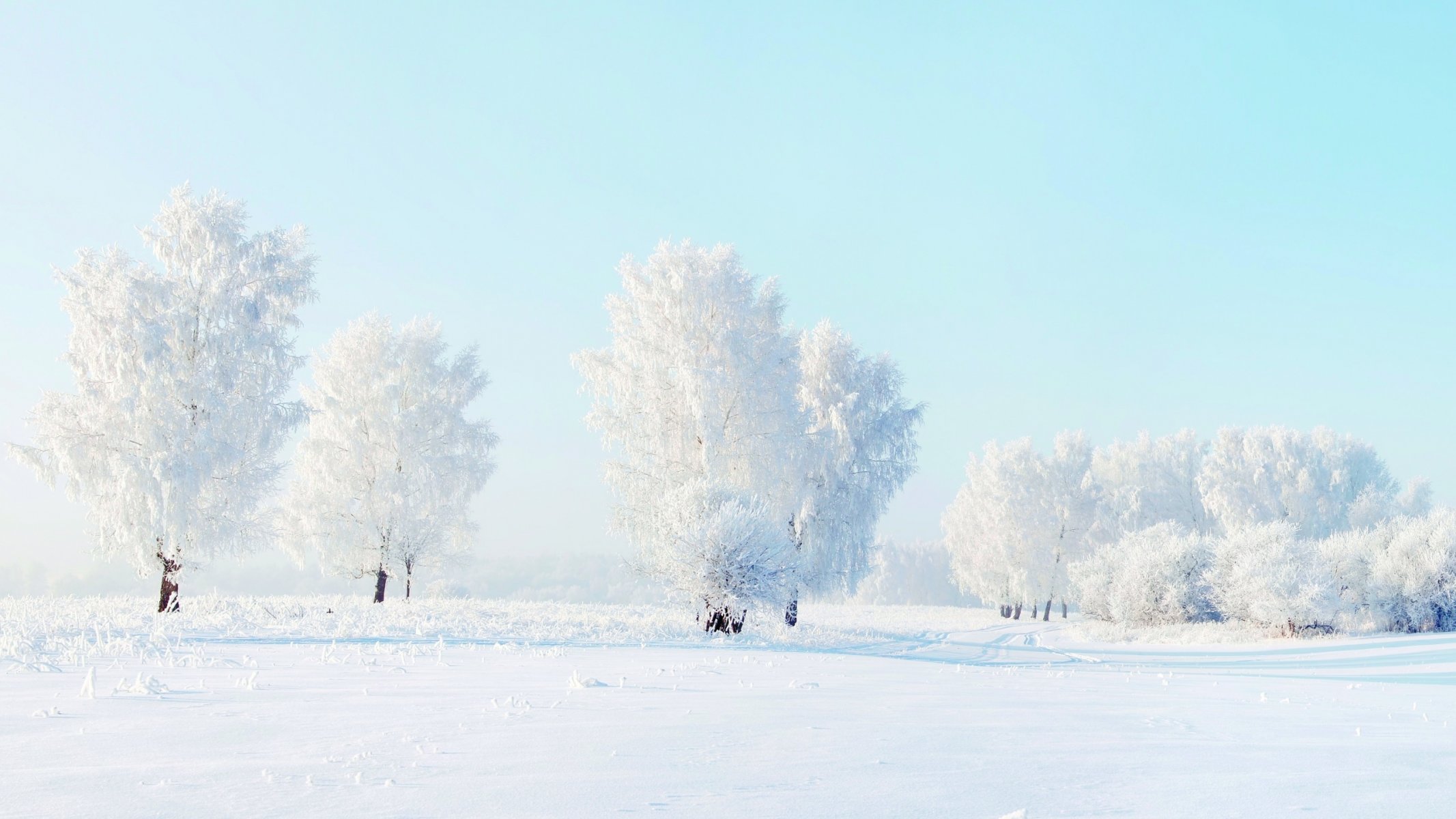 alberi neve inverno natura