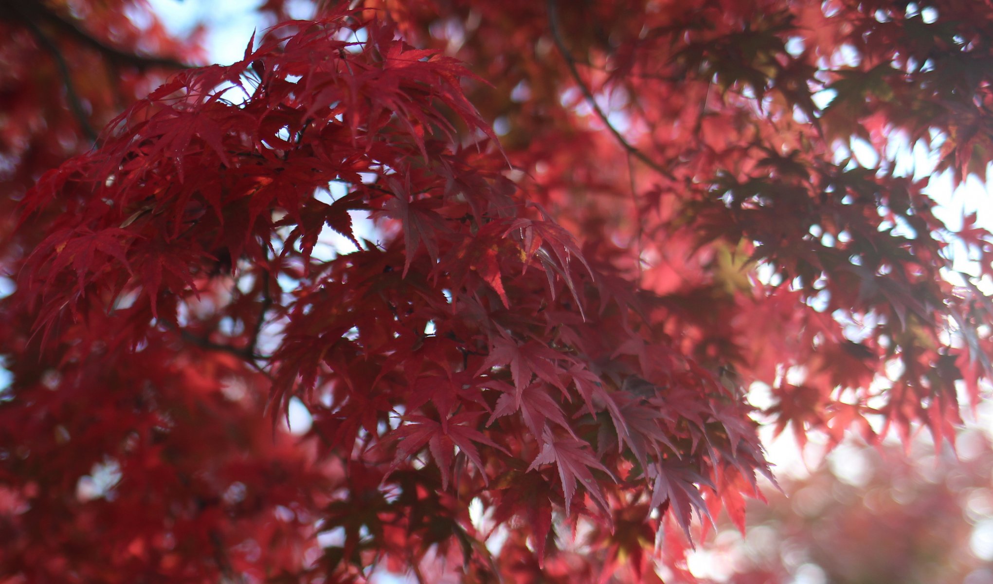 arbre érable rouge feuilles macro flou