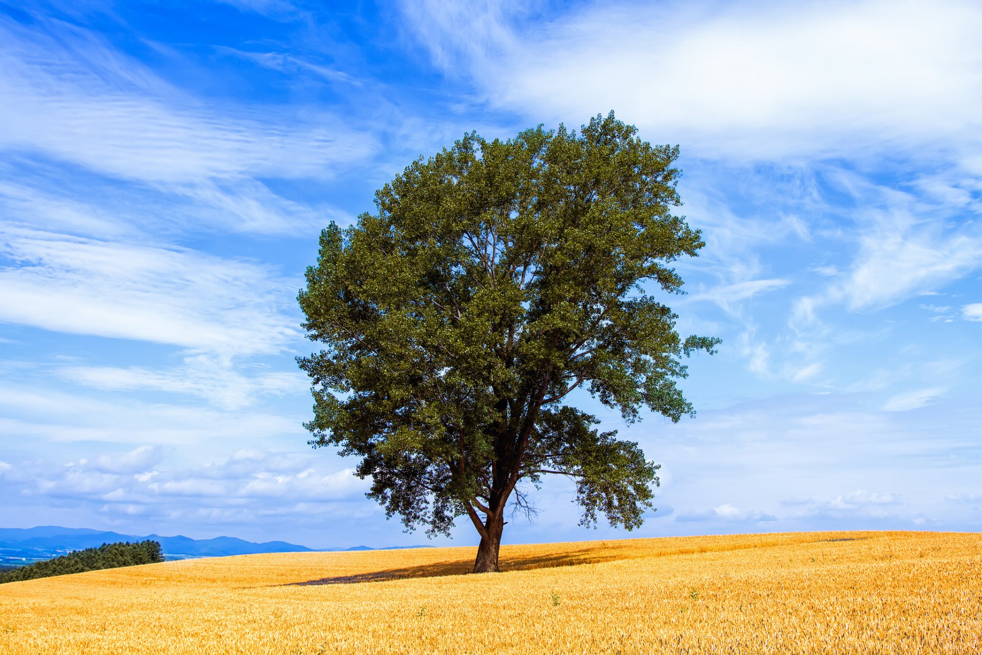 campo albero cielo nuvole estate