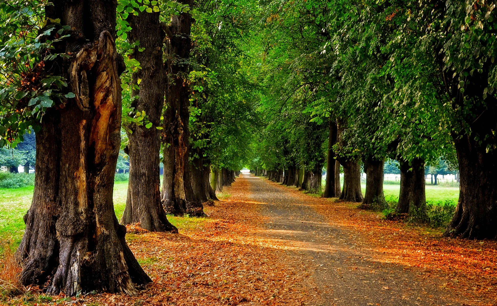 nature forest park trees leaves colorful road autumn fall colors walk