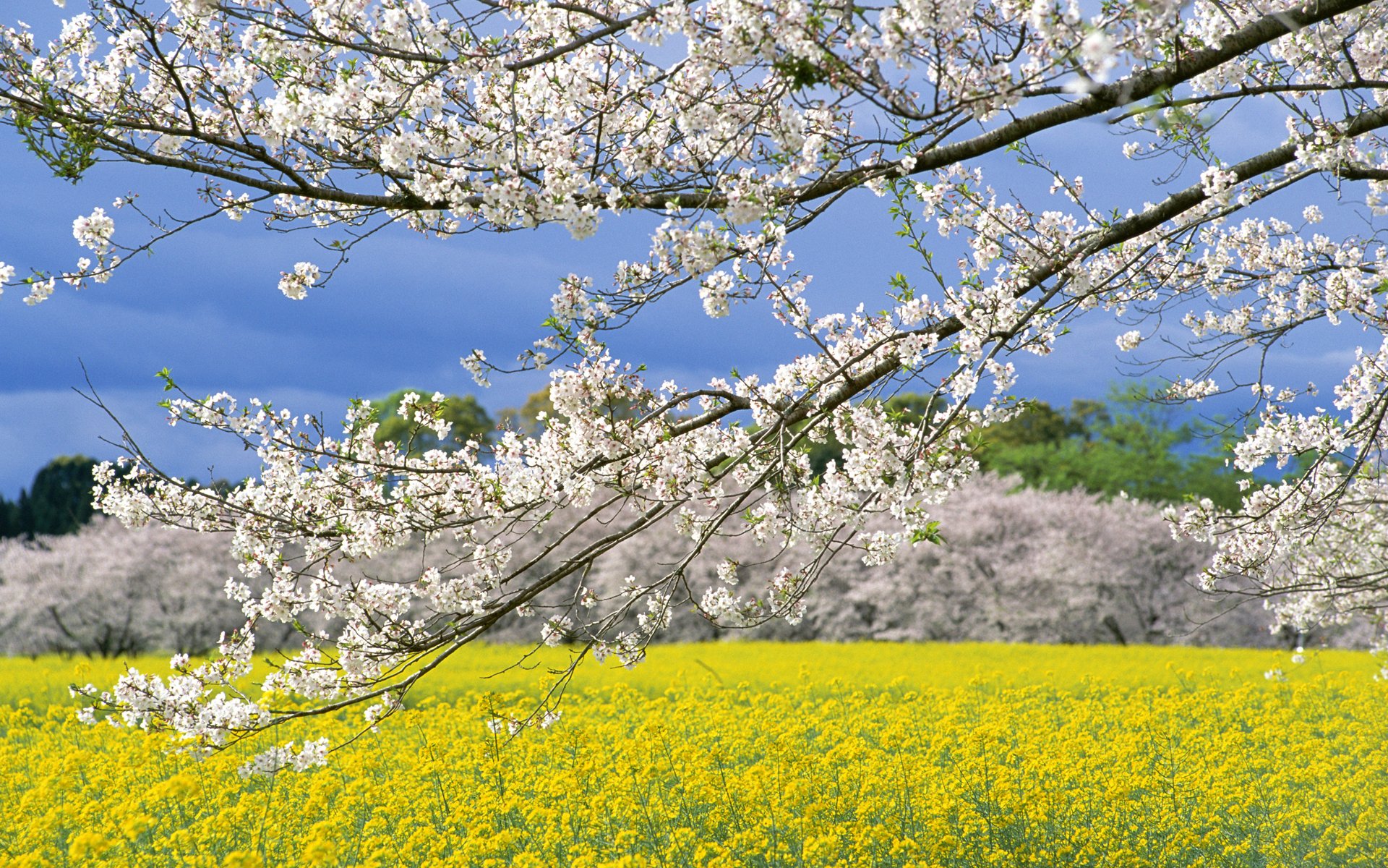 printemps arbres branches floraison