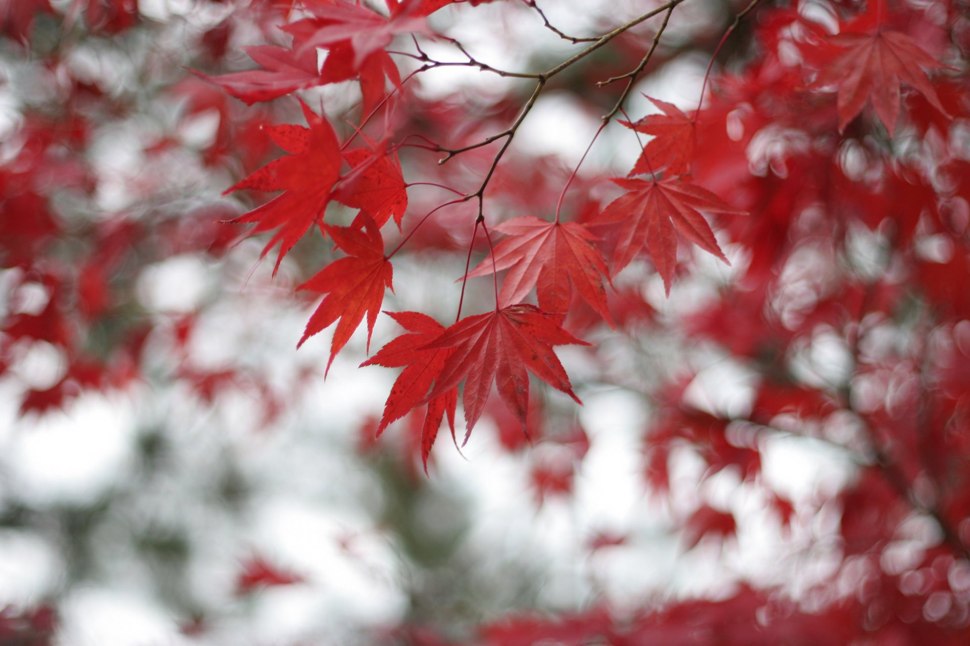 arbre érable rouge feuilles branches flou bokeh